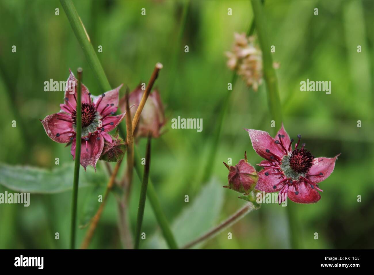 Purple Marshlocks (Comarum palustre) flowering on wet meadow near Grosses Tatemeer, Emsland, Germany Stock Photo