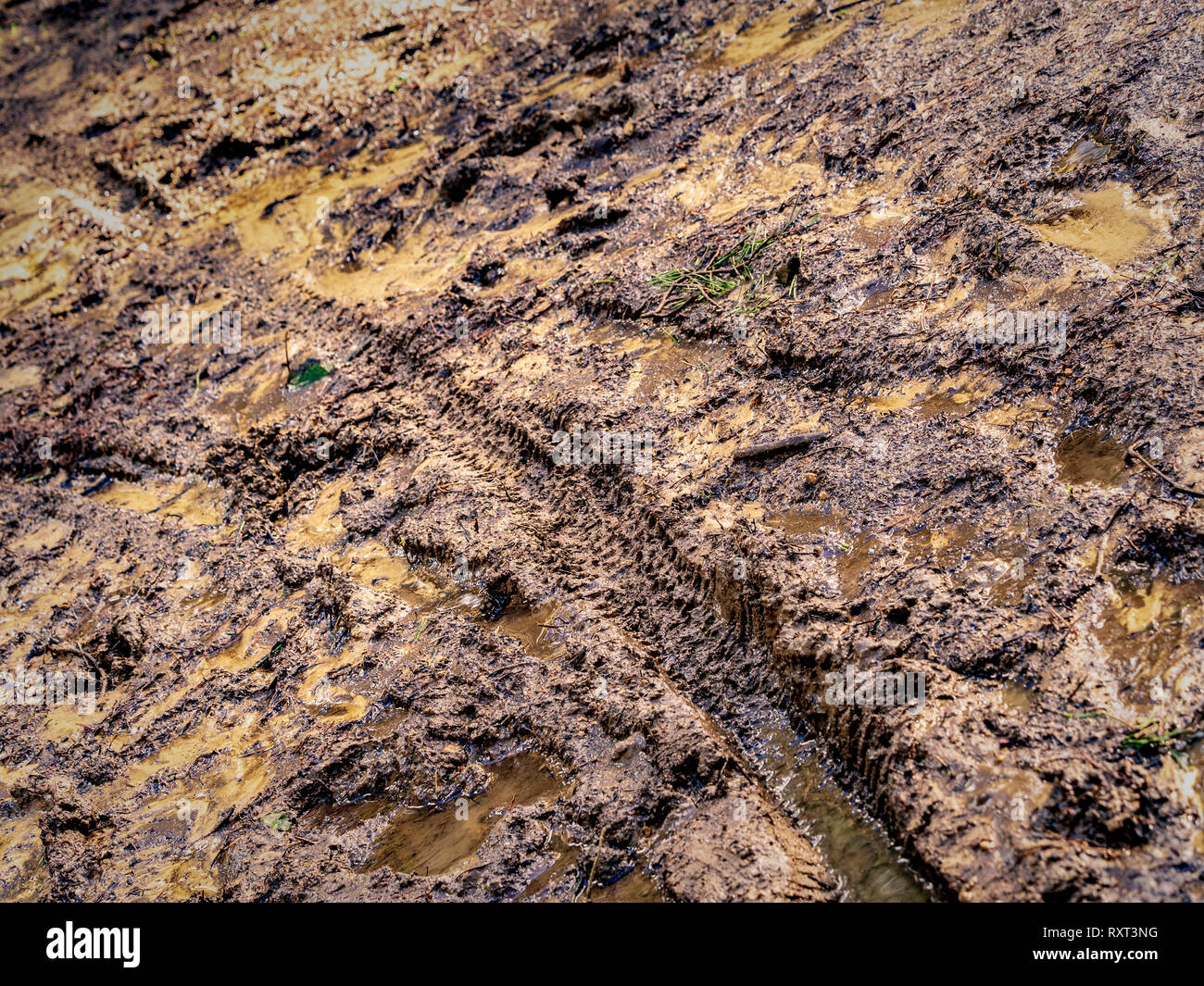 Mountain bike tyre tread pattern in mud, Kilburn Forest, North Yorkshire, UK. Stock Photo