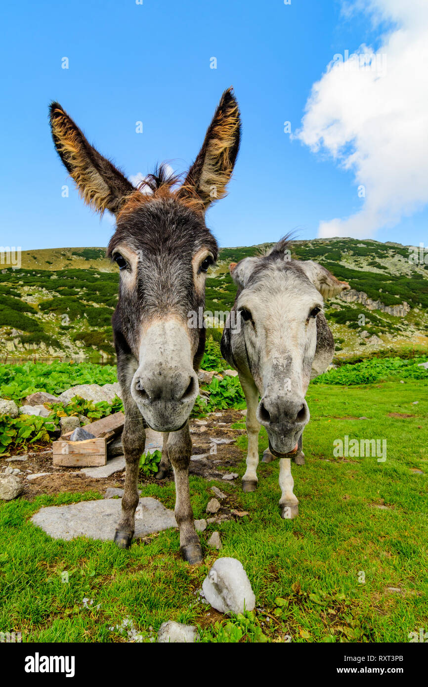 Donkeys in Retezat National Park, Romanian Carpathians. Stock Photo