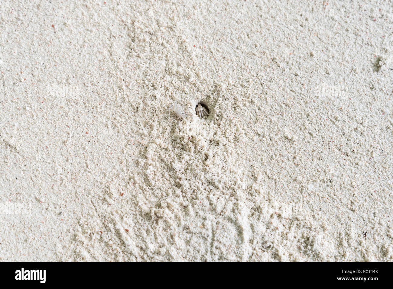 Ghosts crabs, one in it's hole and the other beside it Stock Photo Alamy