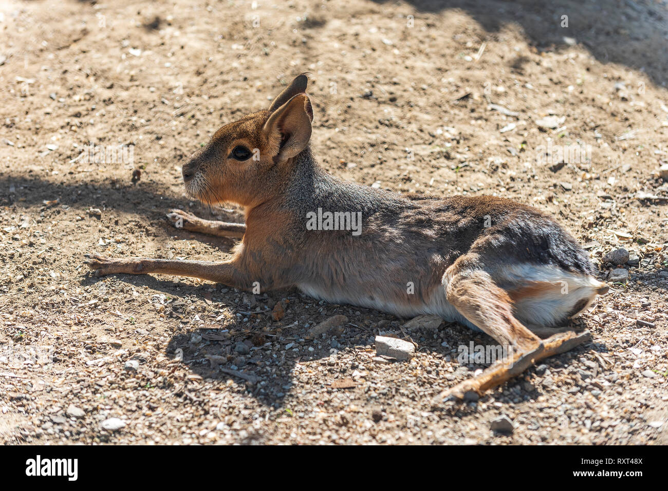 wild rabbit laying on the ground Stock Photo Alamy