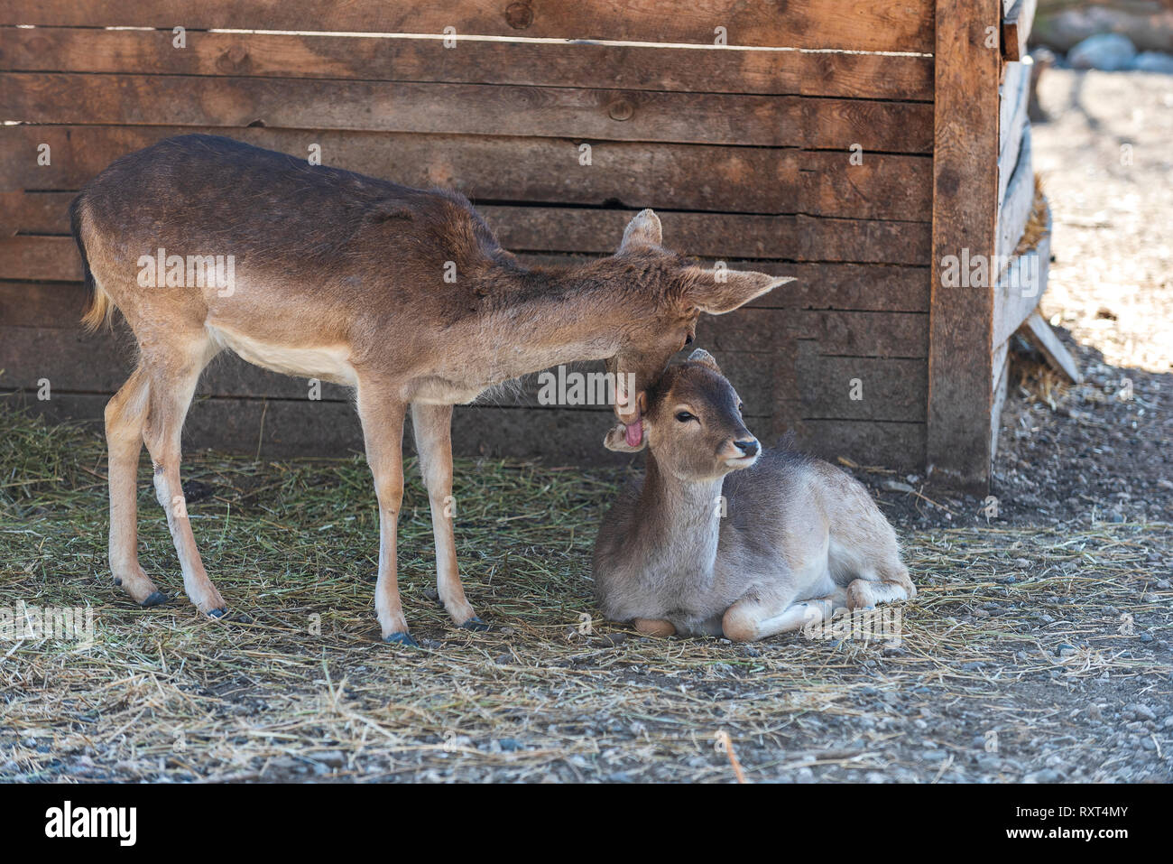 Motherly Love Red Deer Doe Appears To Be Kissing Her Fawn Stock Photo motherly-love-red-deer-doe-appears-to-be-kissing-her-fawn-stock-photo