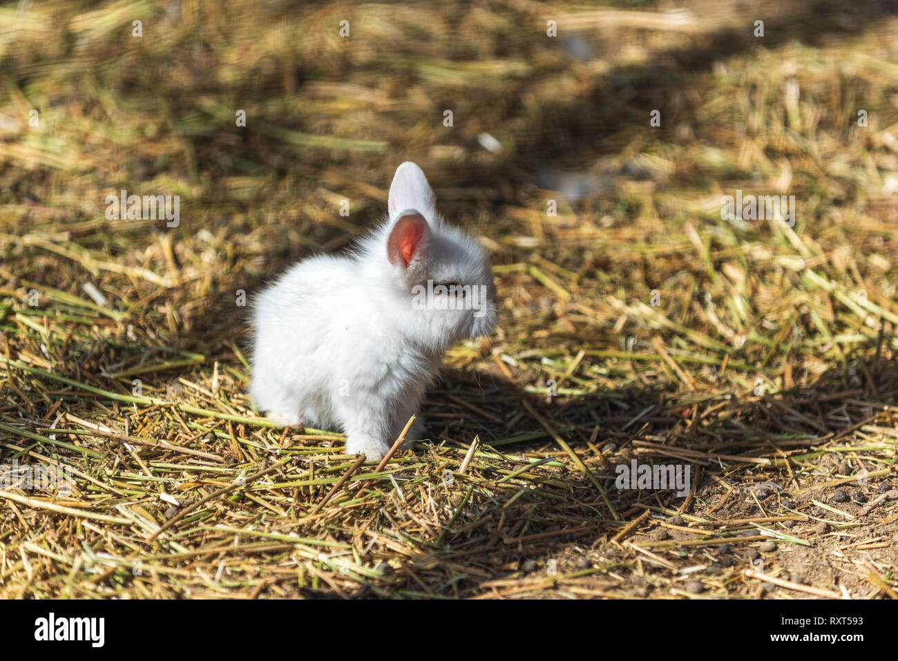 Small baby white rabbit Stock Photo