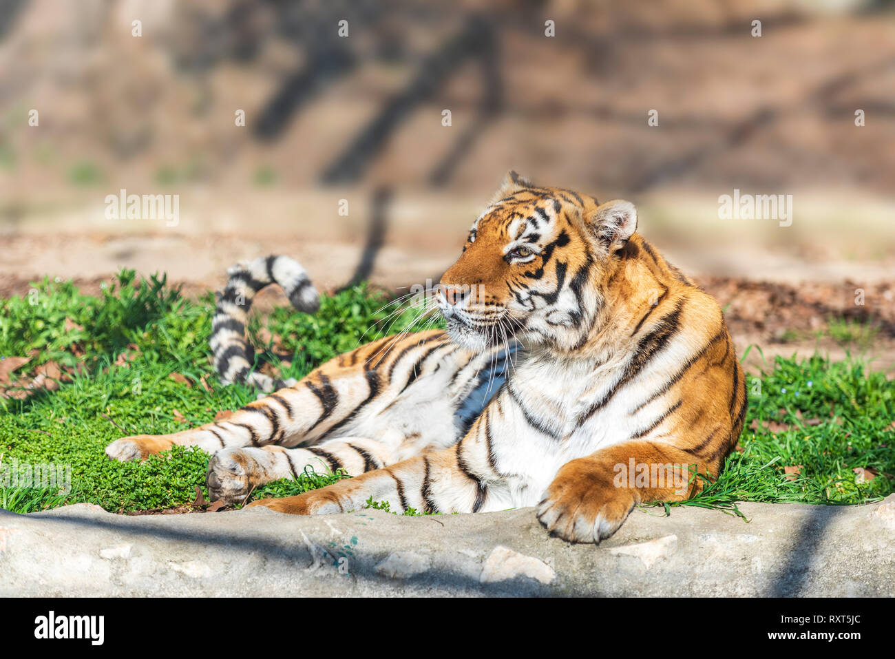 Tiger is resting on the sun Stock Photo