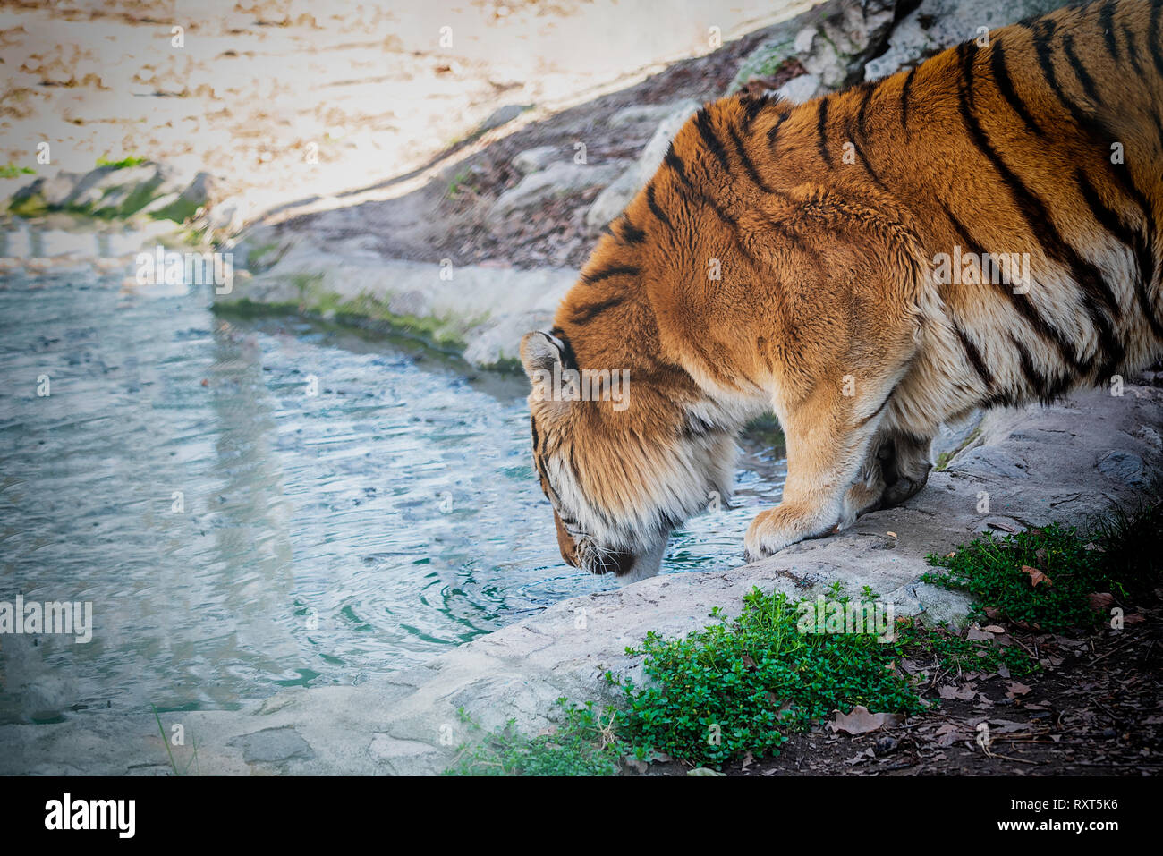 Tiger drink water Stock Photo
