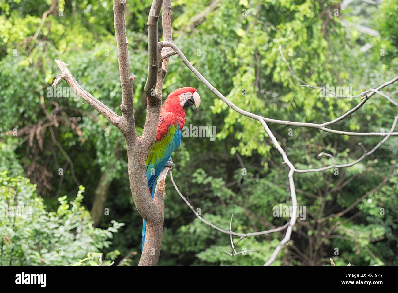 View of A red macaw perched on a tree in the aviary at the Queens Zoo in ...