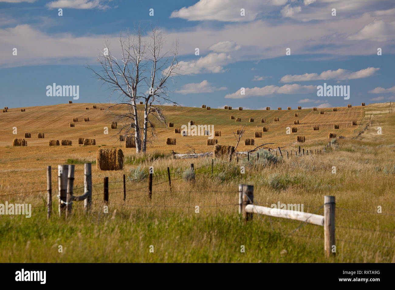 Dakota county hires stock photography and images Alamy