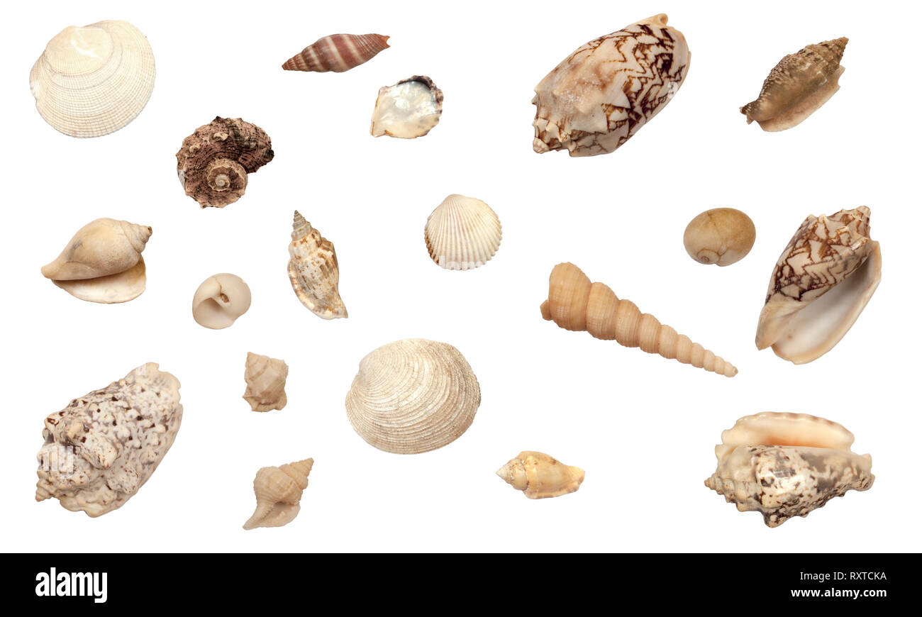Types Of Seashells