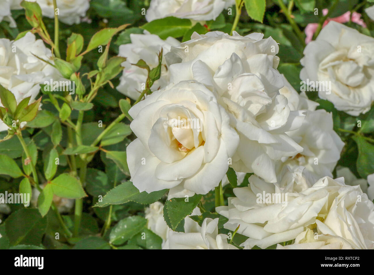 Blois" a white coloured floribunda rose by Harkness in bloom in 2018 Stock  Photo - Alamy