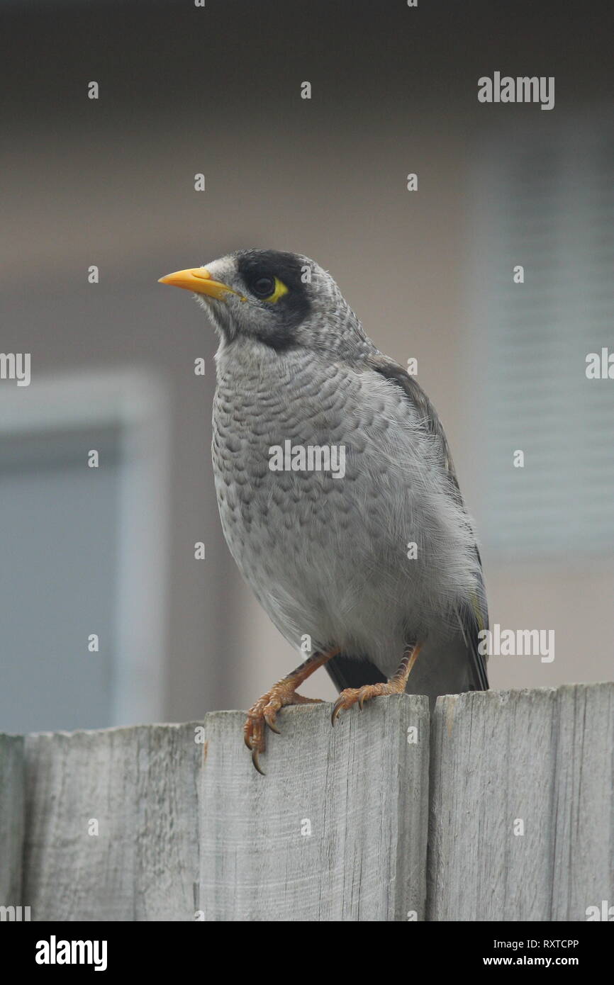 Noisy Miner - 'Manorina melanocephala' Stock Photo