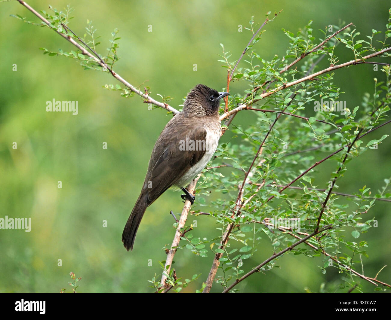 Common Bulbul or black-eyed bulbul (Pycnonotus barbatus) perched in
