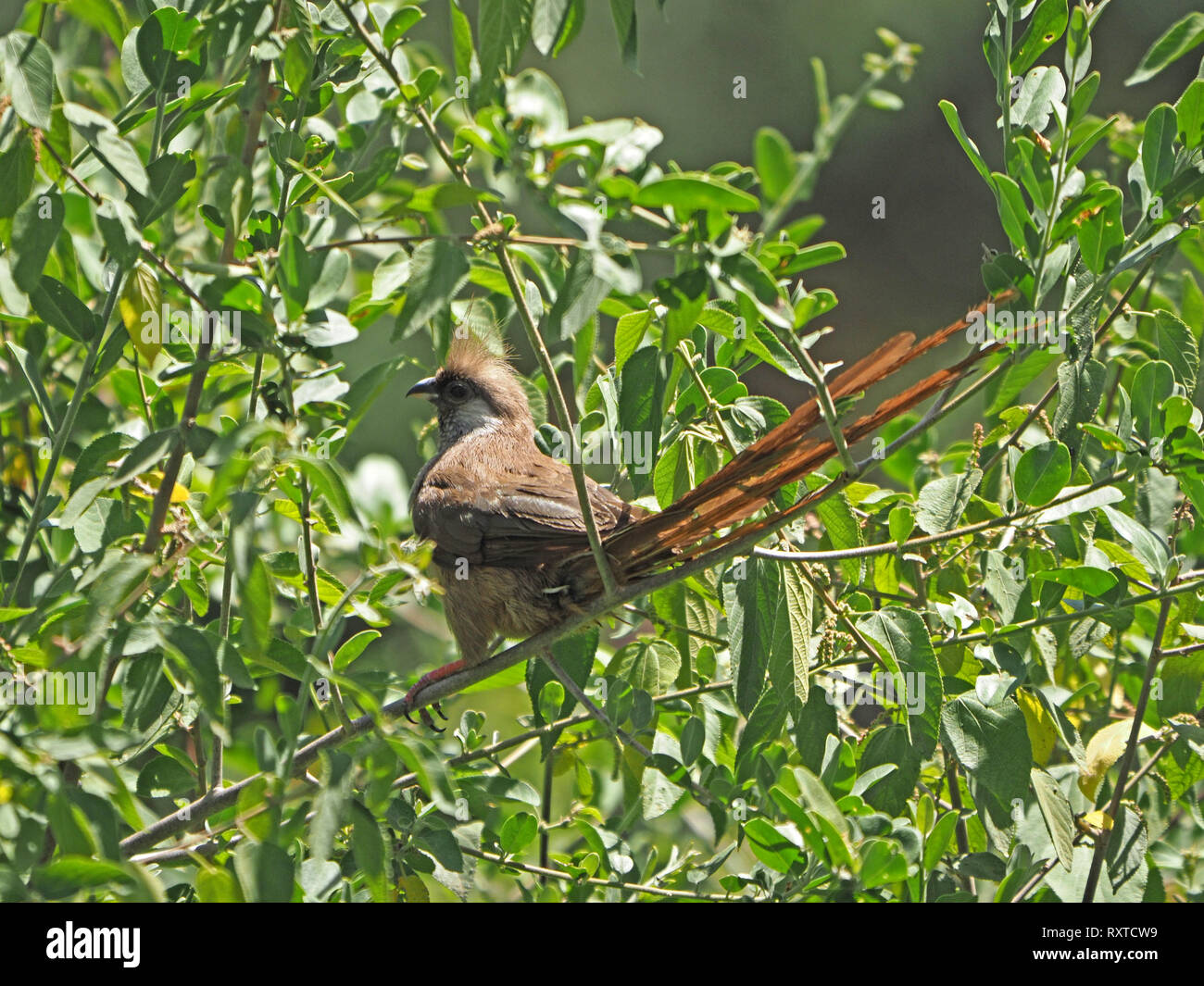 Speckled Mousebird (Colius striatus) with its long brown tail tangled in foliage of a shrubby tree in Nairobi National Park Kenya, Africa Stock Photo