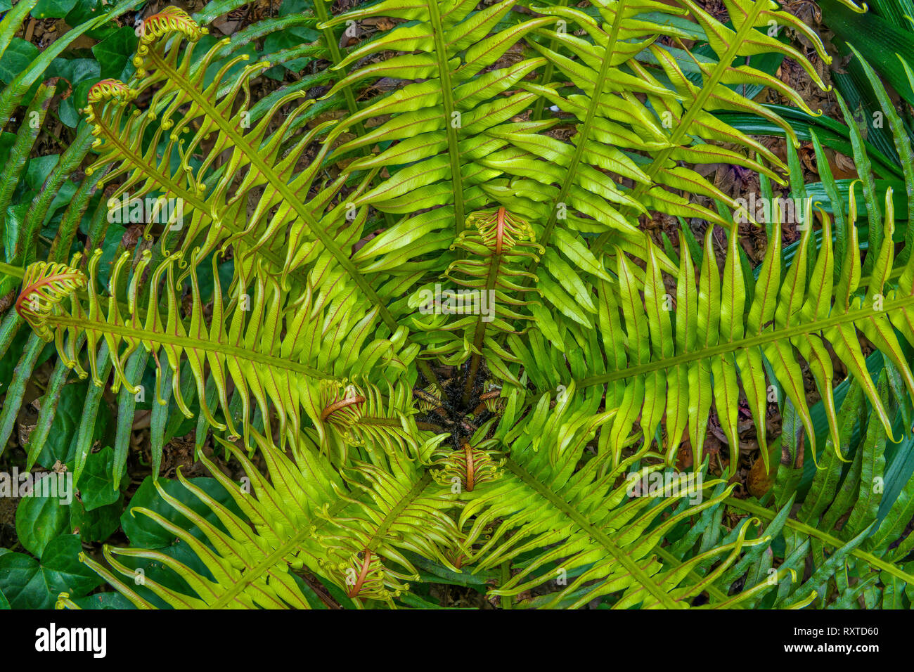 Silver Lady Fern High Resolution Stock Photography And Images Alamy