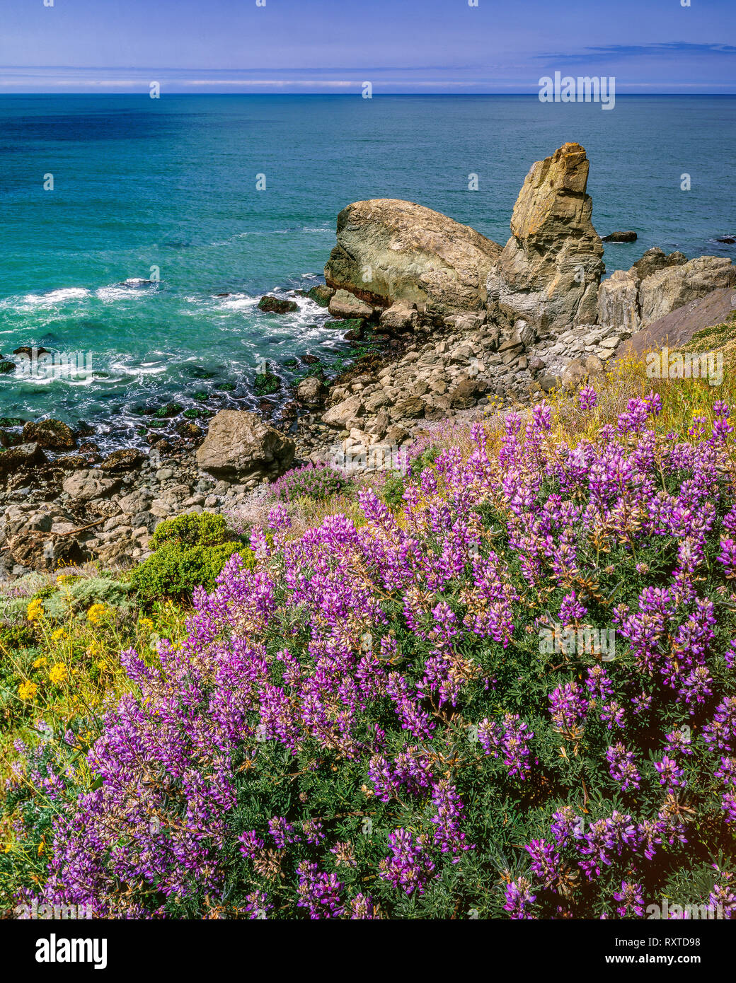 Silver Lupine, Turtle Rock, Coast Trail, Golden Gate National Recreation Area, Marin County, California Stock Photo