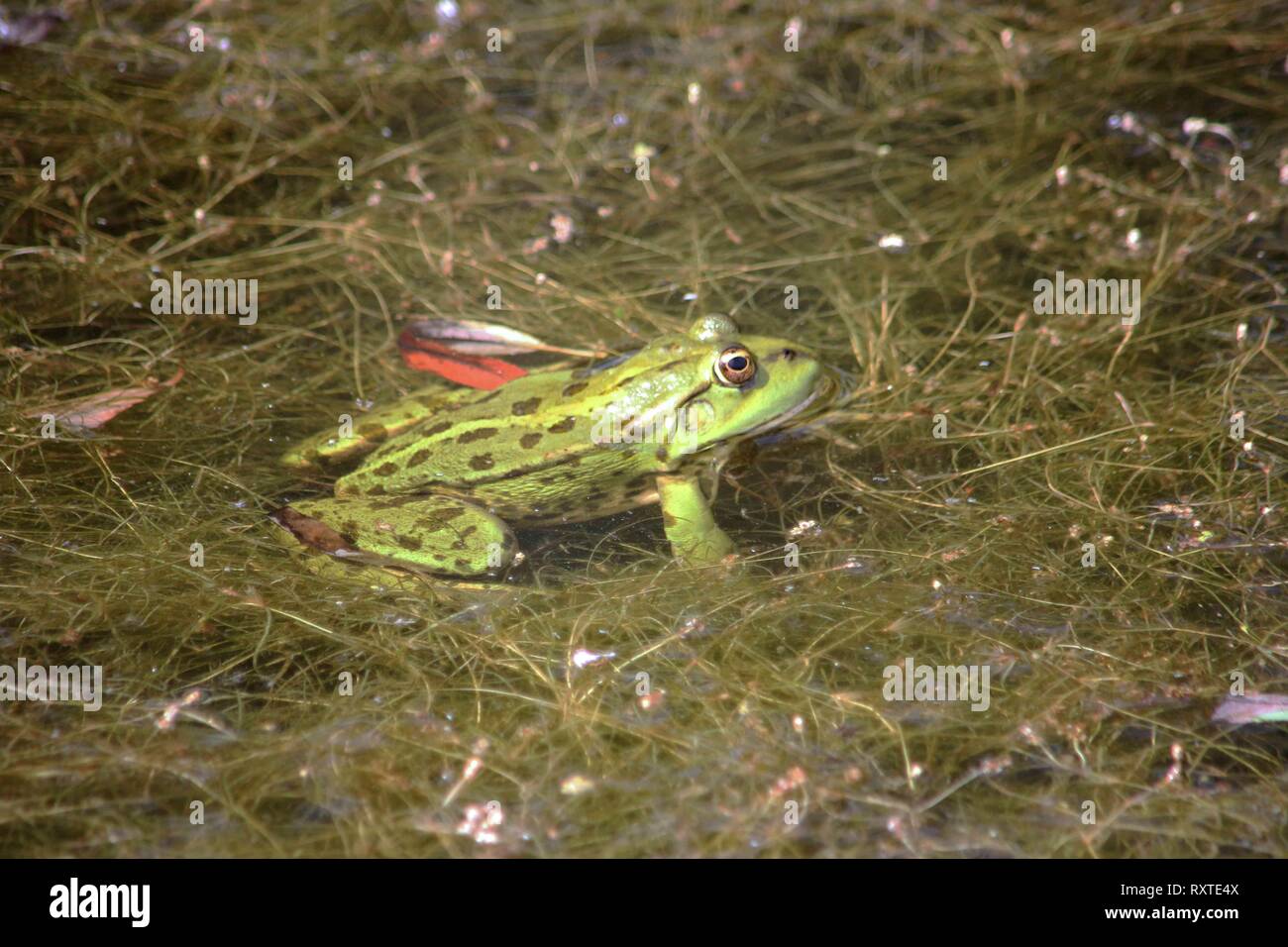 Pool Frog (Rana lessonae), Muenster, Germany Stock Photo