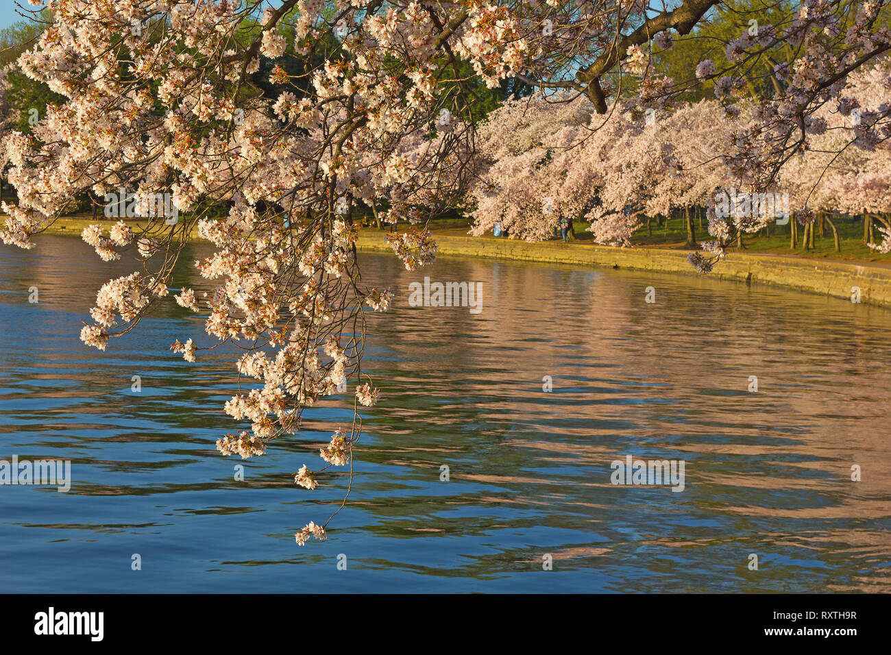 Cherry blossom abundance around Tidal Basin reservoir in US capital city. Washington DC landscape during cherry blossom festival. Stock Photo