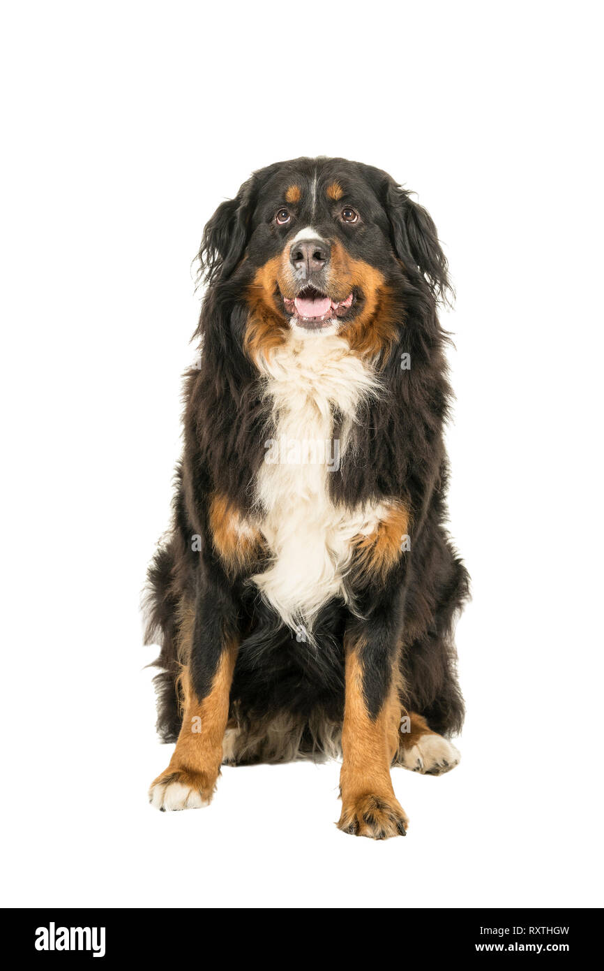 Berner Sennen Mountain dog sitting looking up isolated on a white background Stock Photo