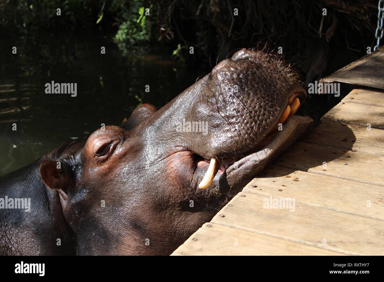 Hippo in captivity resting it's head on pontoon Stock Photo