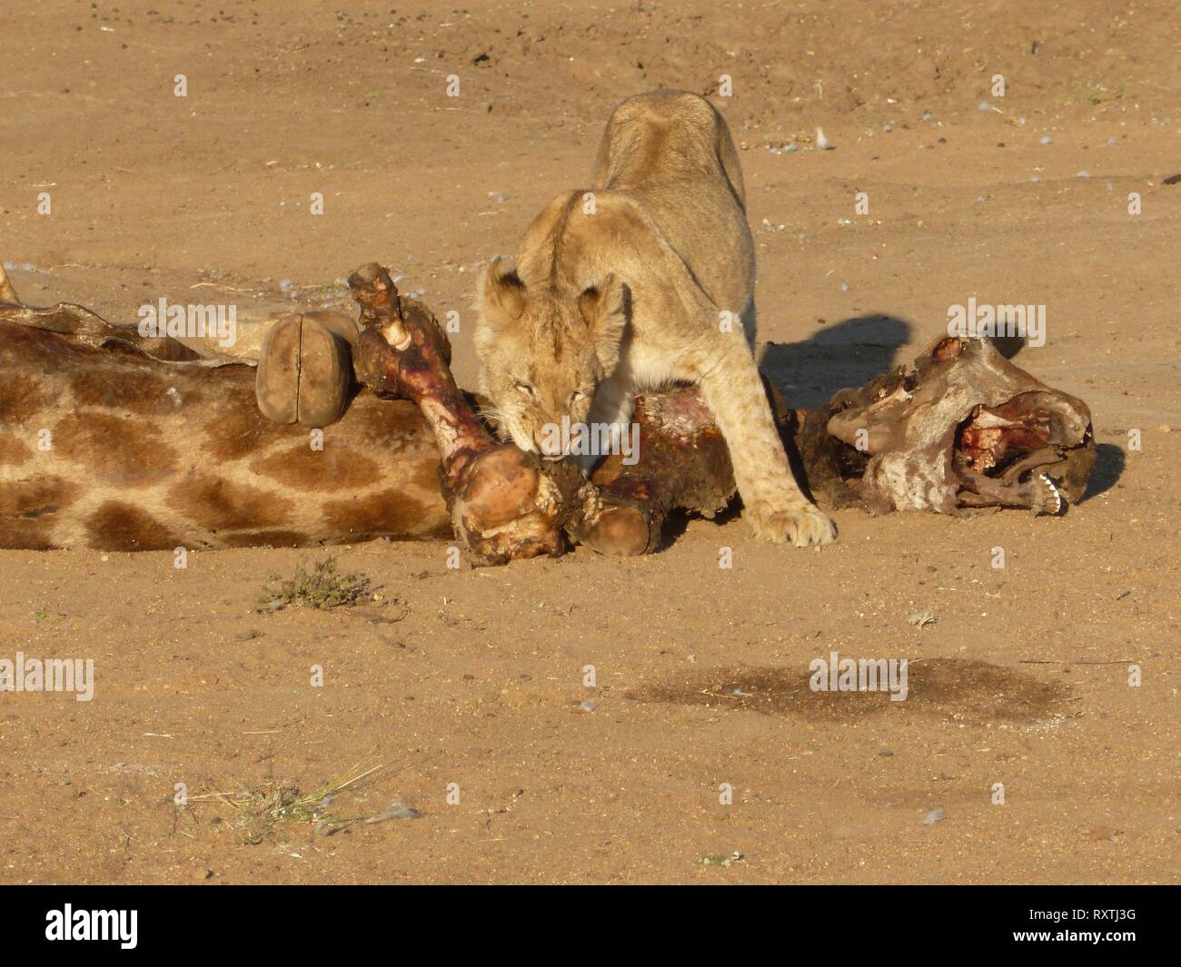 Young lion cub gnawing at dead giraffe in Kruger National Park, South Africa Stock Photo