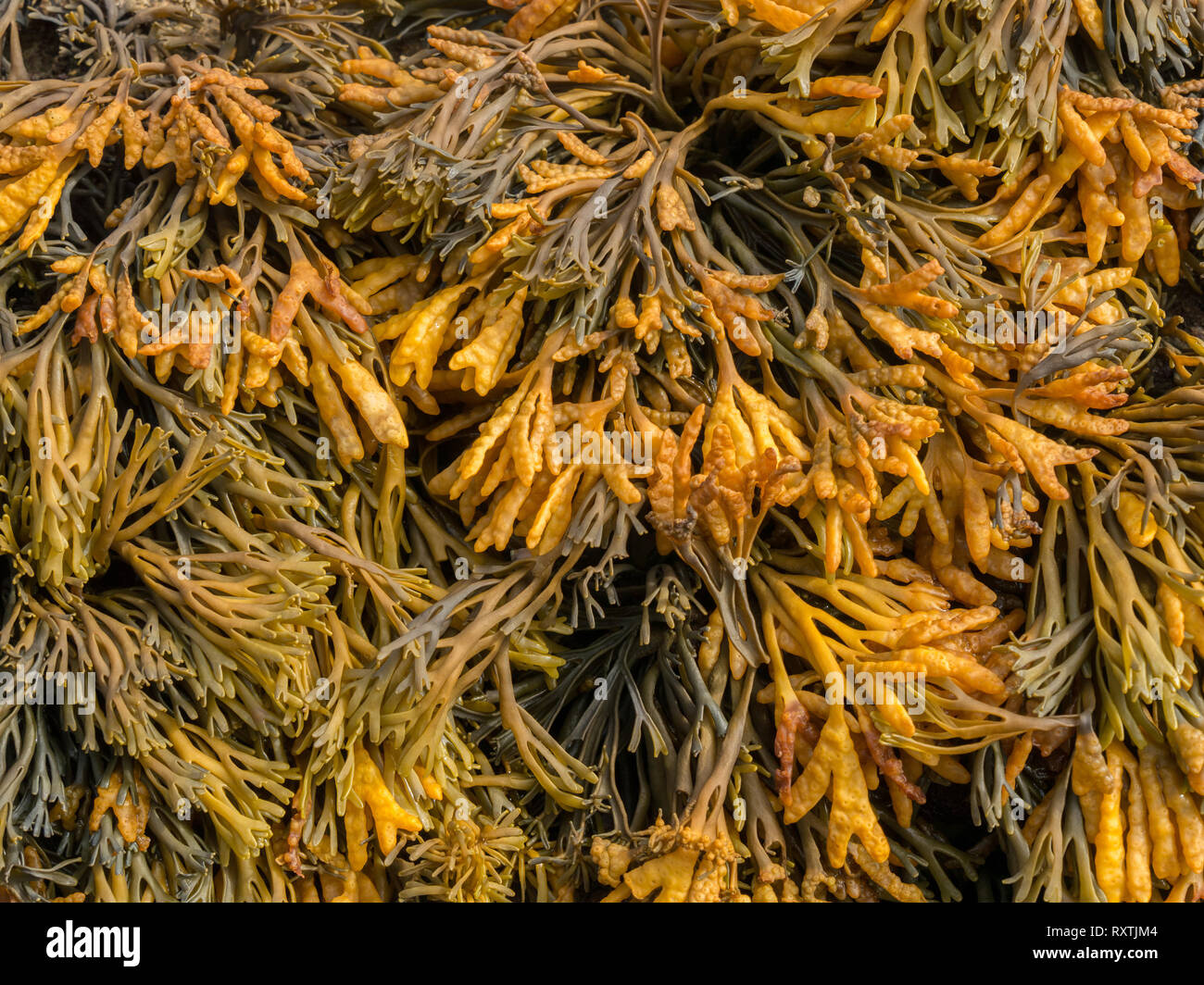 Closeup of Channelled wrack ( Pelvetia canaliculata ) Seaweed, Scotland, UK Stock Photo