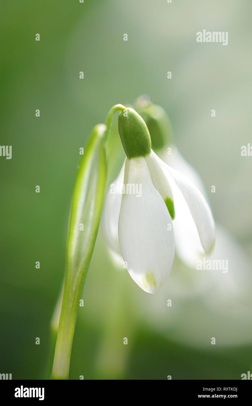 Snowdrop Hình Nền Hoa Mùa Xuân Đầu Tiên Hình ảnh Sẵn có  Tải xuống Hình ảnh  Ngay bây giờ  Ban ngày Bầu trời Cánh hoa  iStock