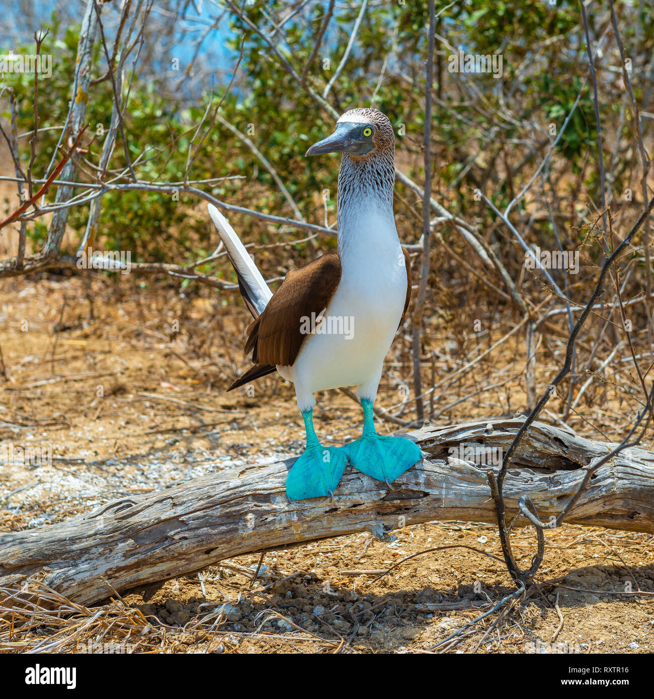 A male blue footed booby (Sula nebouxii) on a branch waiting for females in the mating period on Espanola Island, Galapagos Islands, Ecuador. Stock Photo
