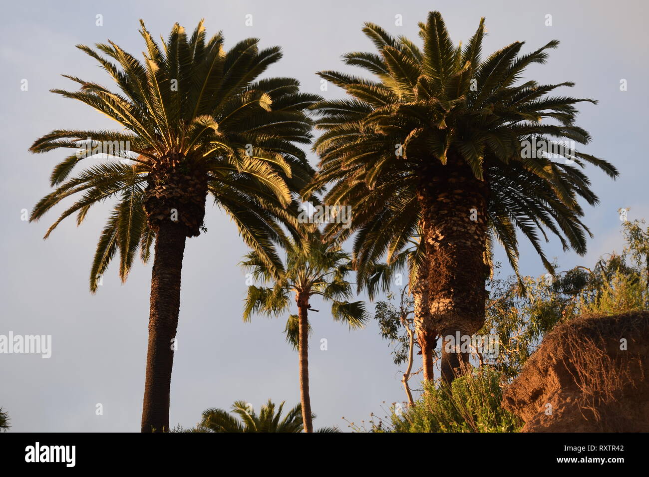 Palm Tress in Santa Monica California Stock Photo