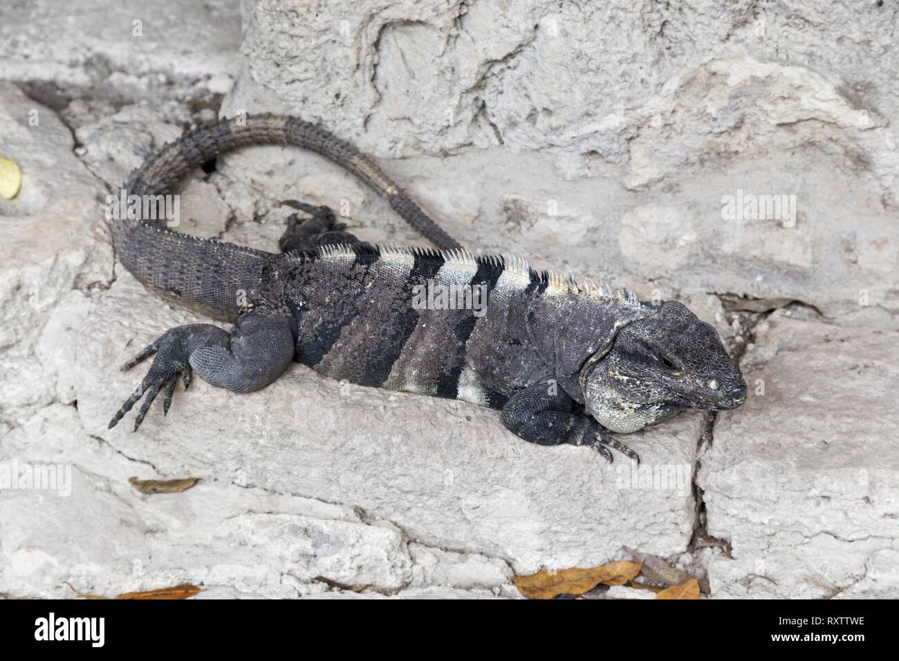 guana Reptile, a Genus of Herbivorous Lizards, native to Tropical Areas of Central America lying on stone in San Gervasio Mayan ruins, Cozumel Mexico Stock Photo