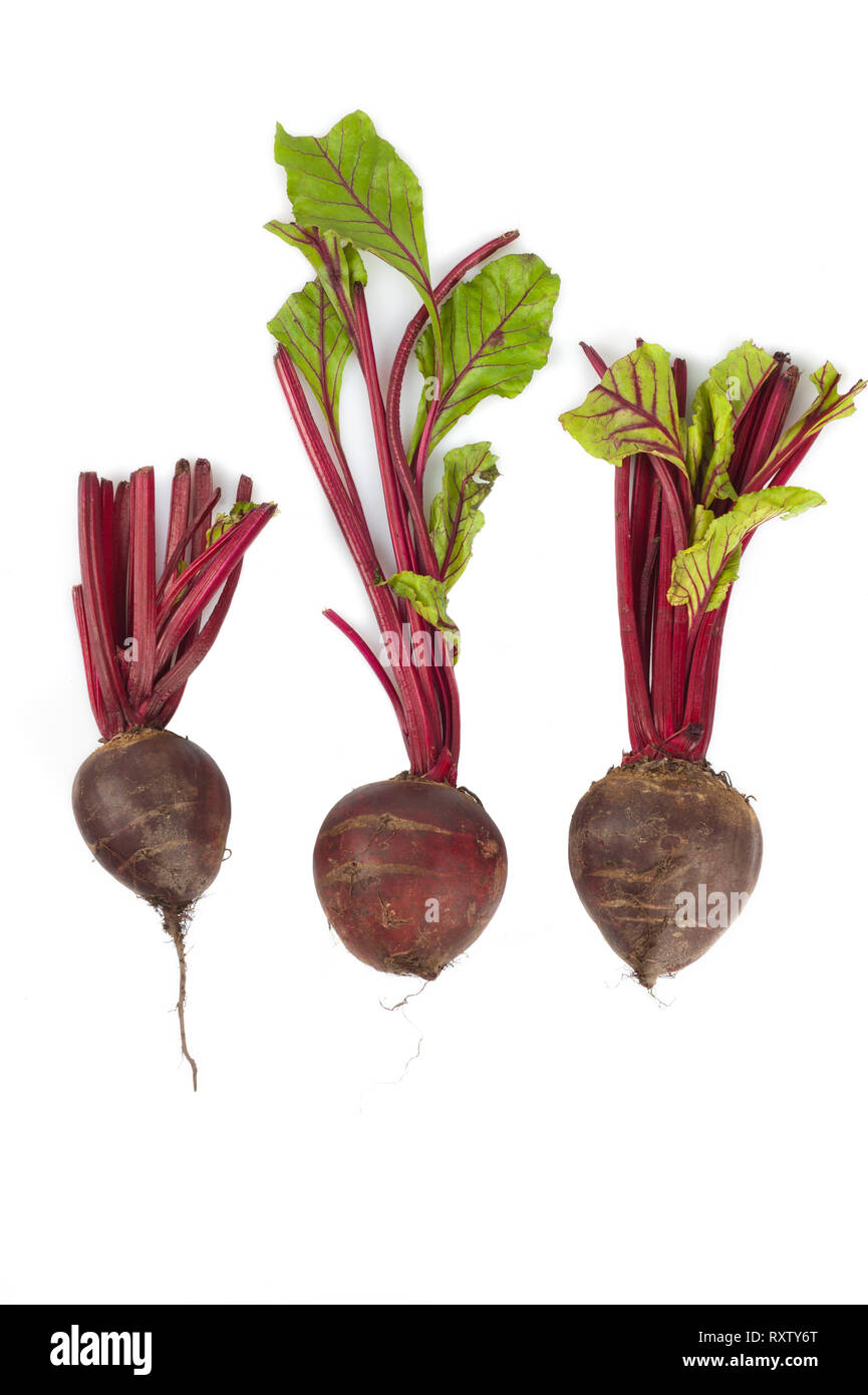 Beetroots isolated hi-res stock photography and images - Alamy