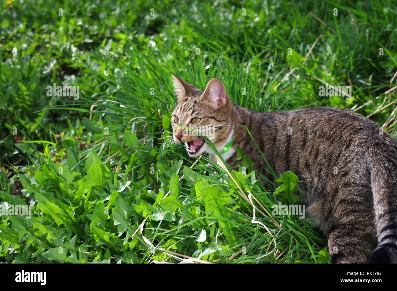 Tabby cat eating grass Stock Photo Alamy