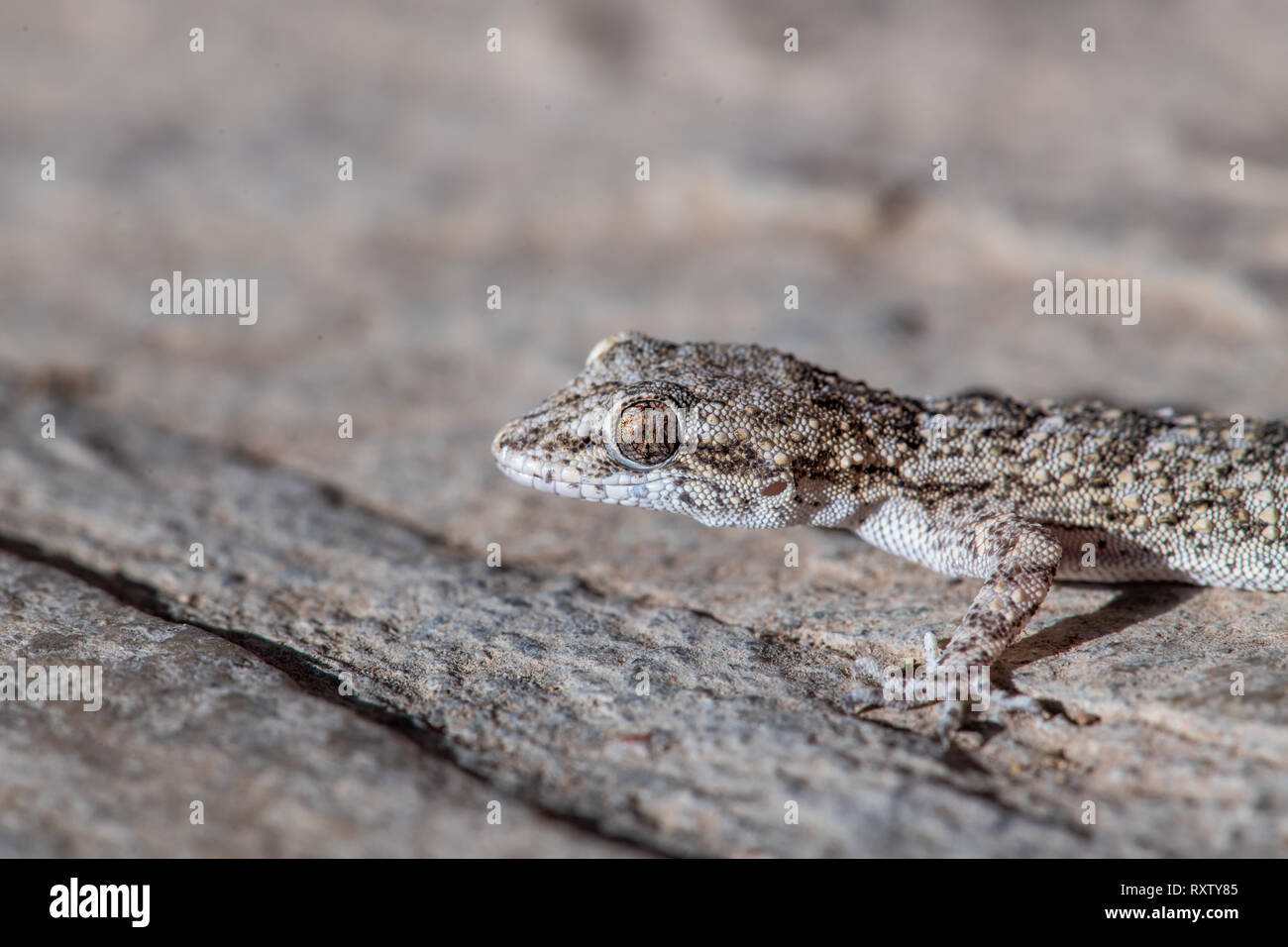 A Kotschy's gecko found in its natural environment Stock Photo