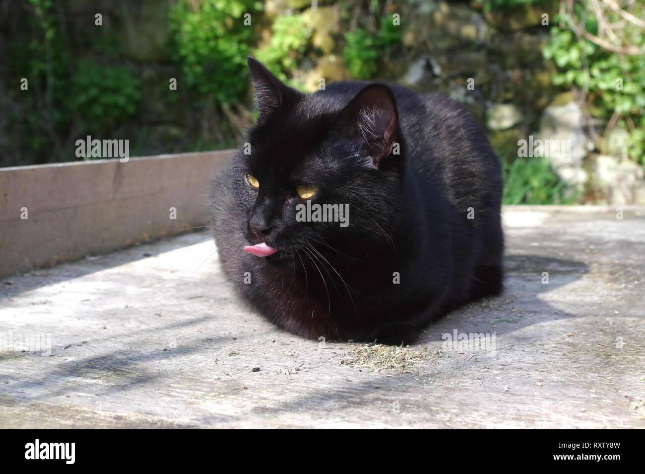 Black cat with catnip Stock Photo - Alamy