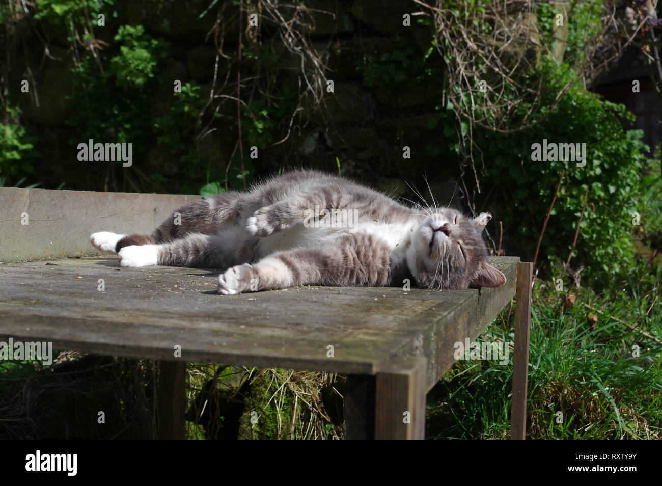 Tabby cat with catnip Stock Photo - Alamy