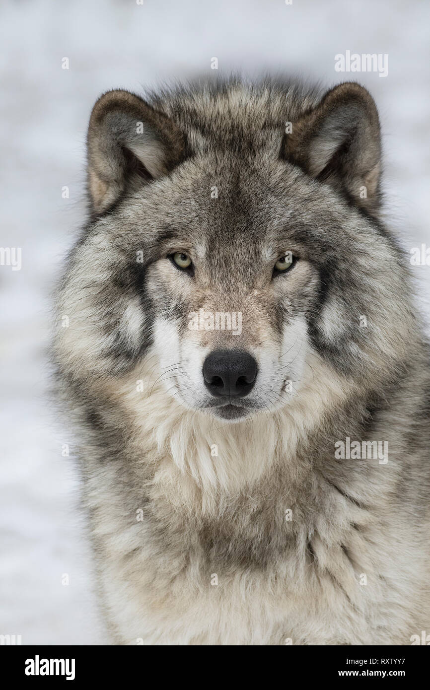 Timber Wolf Canis Lupus Lycaon High Resolution Stock Photography and ...