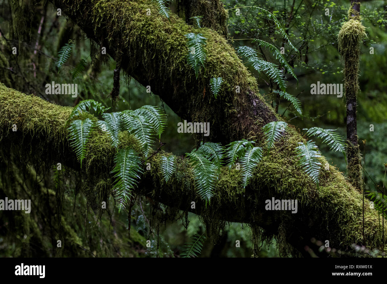 Licorice Fern, Polypodium glycyrrhiza, growing on Bigleaf Maple, Acer