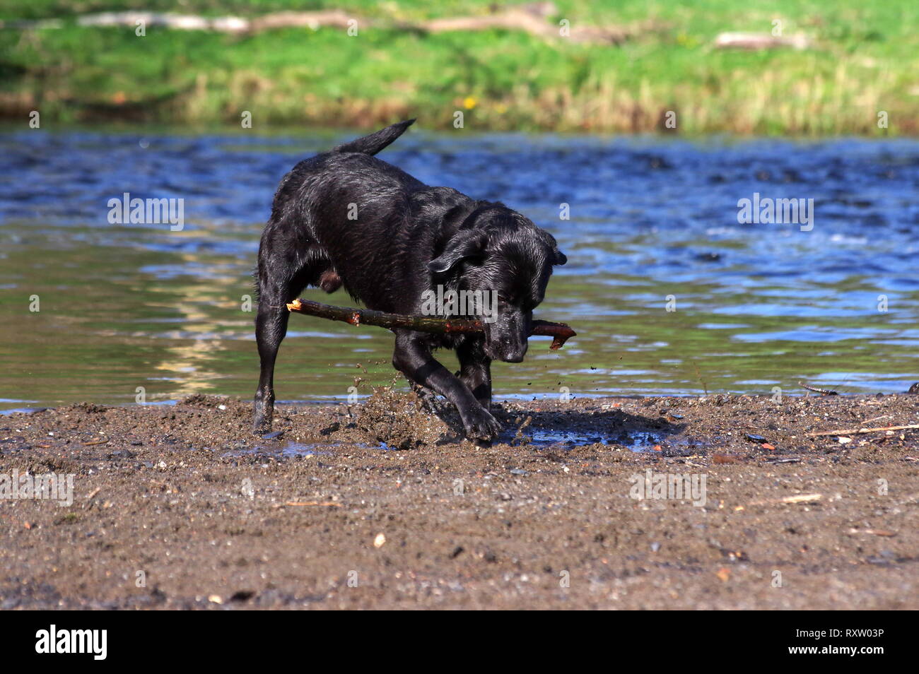 Black labrador burying stick on river bank Stock Photo
