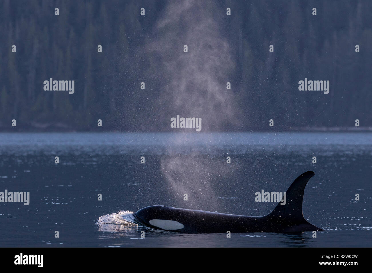 Northern resident killer whale traveling along the Vancouver Island shoreline in Johnstone Strait, First Nations Territory, British Columbia, Canada Stock Photo