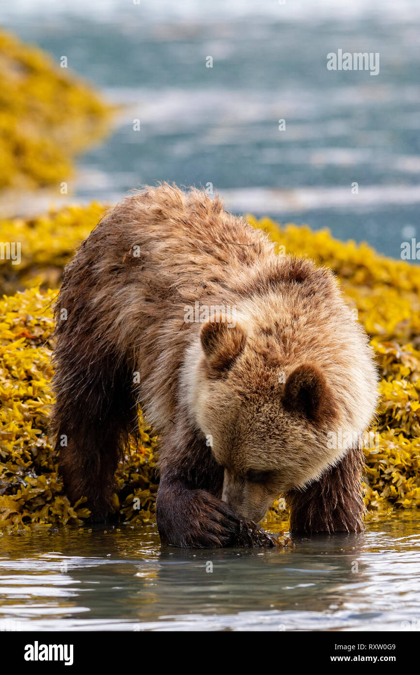 Grizzly bear cub foraging along the Great Bear Rainforest coastline at low tide, First Nations Territory, British Columbia, Canada. Stock Photo