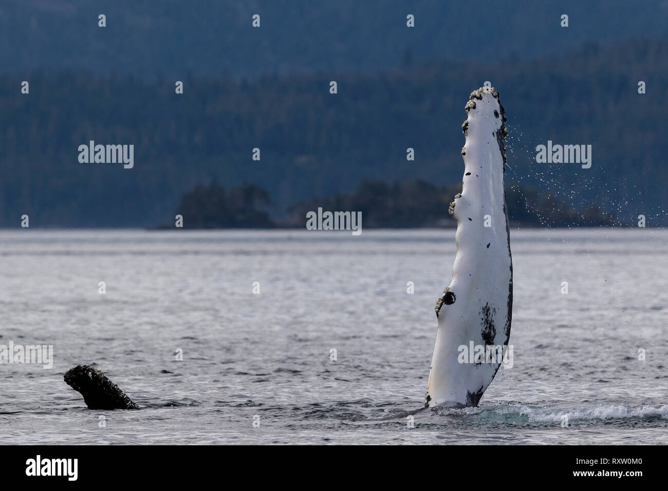 Humpback whale waving with its pectoral fin near the Broughton Archipelago, Great Bear Rainforest, First Nations Territory, British Columbia, Canada Stock Photo