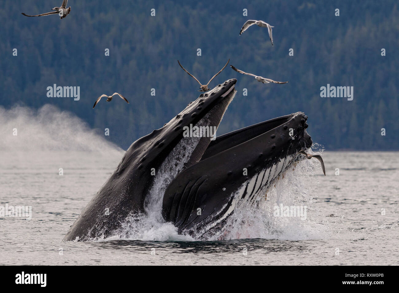 Humpback whale (Megaptera novaeangliae) lunge feeding in Blackfish Sound of Hanson Island near the Broughton Archipelago, First Nations Territory, British Columbia, Canada. Stock Photo
