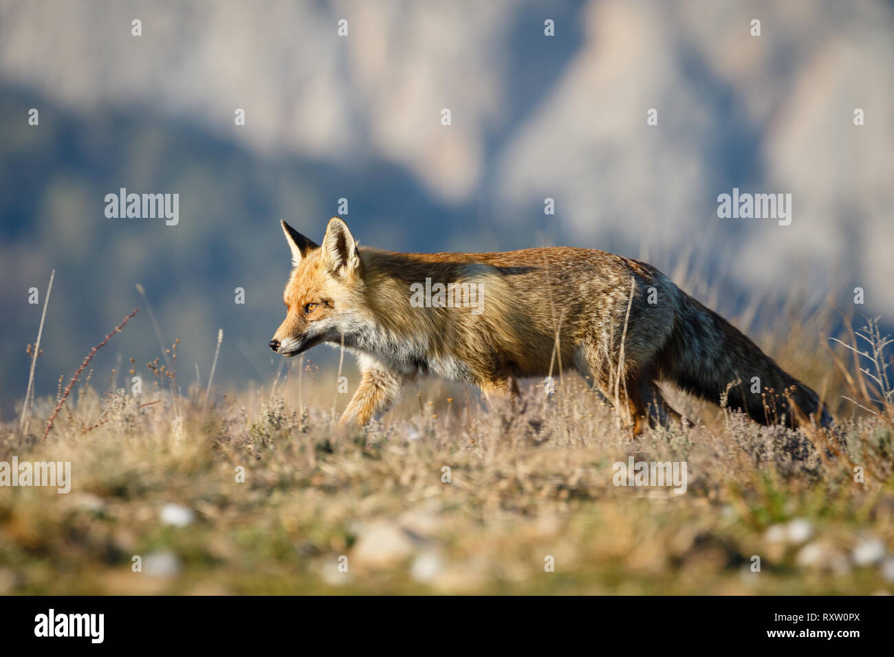 Red Fox (Vulpes vulpes), adult,  in Catalan Pre-Pyrenees, Catalonia, Spain Stock Photo