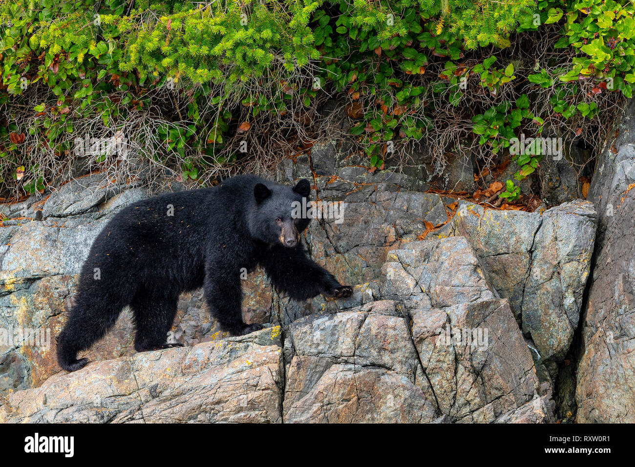 Black bear walking along the high tide line on a small Island in the Broughton Archipelago near the Great Bear Rainforest coast, First Nations Territory, British Columbia, Canada. Stock Photo