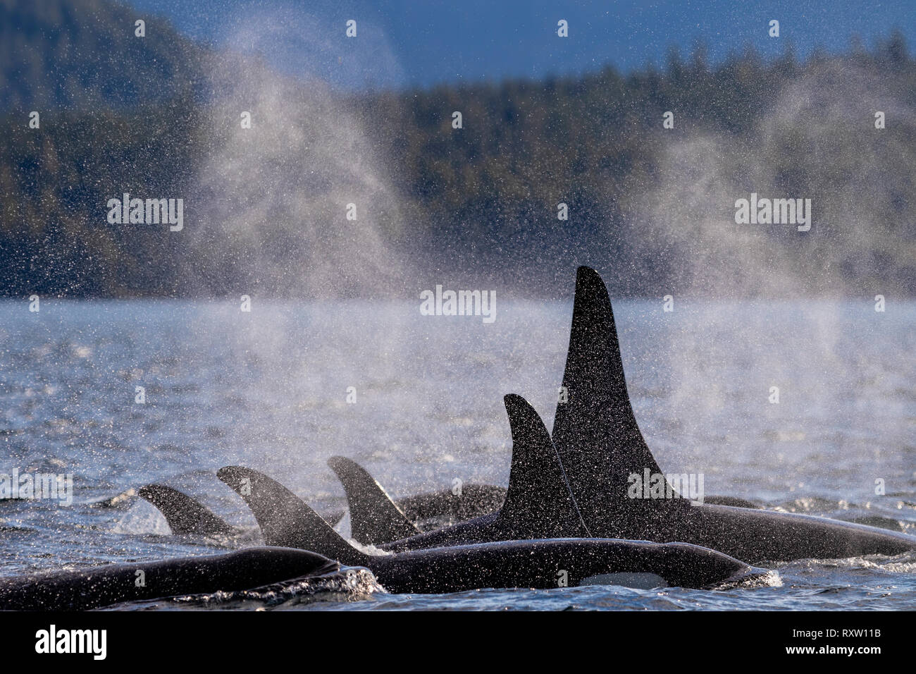 Family pod of northern resident killer whales resting in Queen Charlotte Strait along the Great Bear Rainforest Coast, First Nations Territory, British Columbia, Canada. Stock Photo