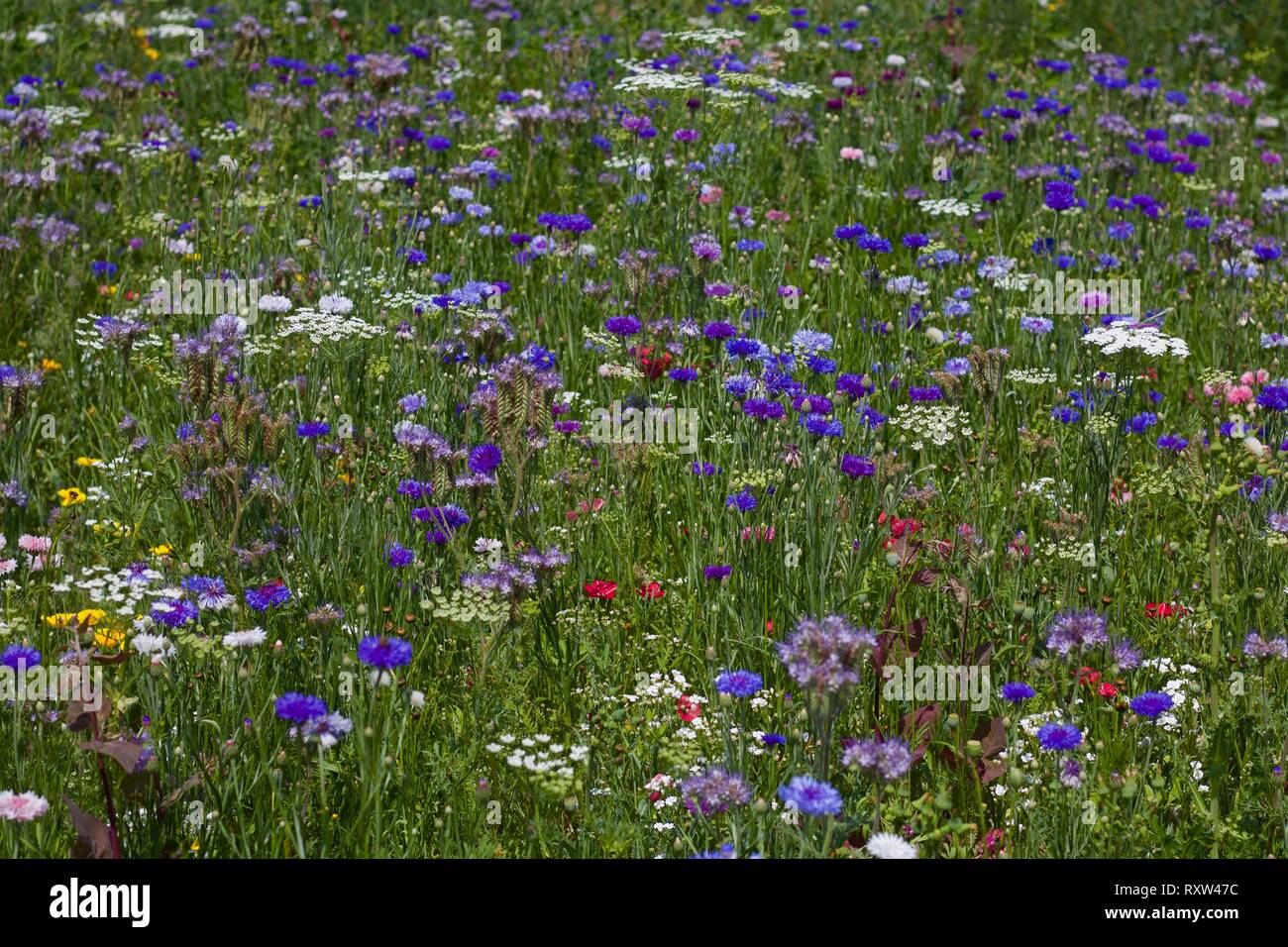 Wildflower meadow with assorted coloured wild flowers Stock Photo - Alamy
