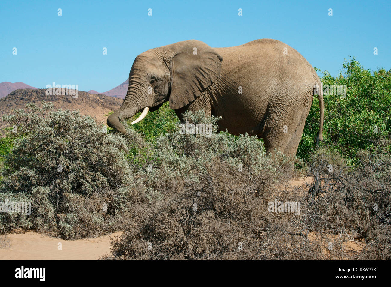 Desert-adapted elephant (Loxodonta Africana) is an African Bush Elephant with special adaptations to survive in the deserts of Africa. They have longer legs,smaller stature and a larger footprint than other Bush Elephants. Near Mowani Lodge in the Namib desert of northwest Namibia, Africa Stock Photo
