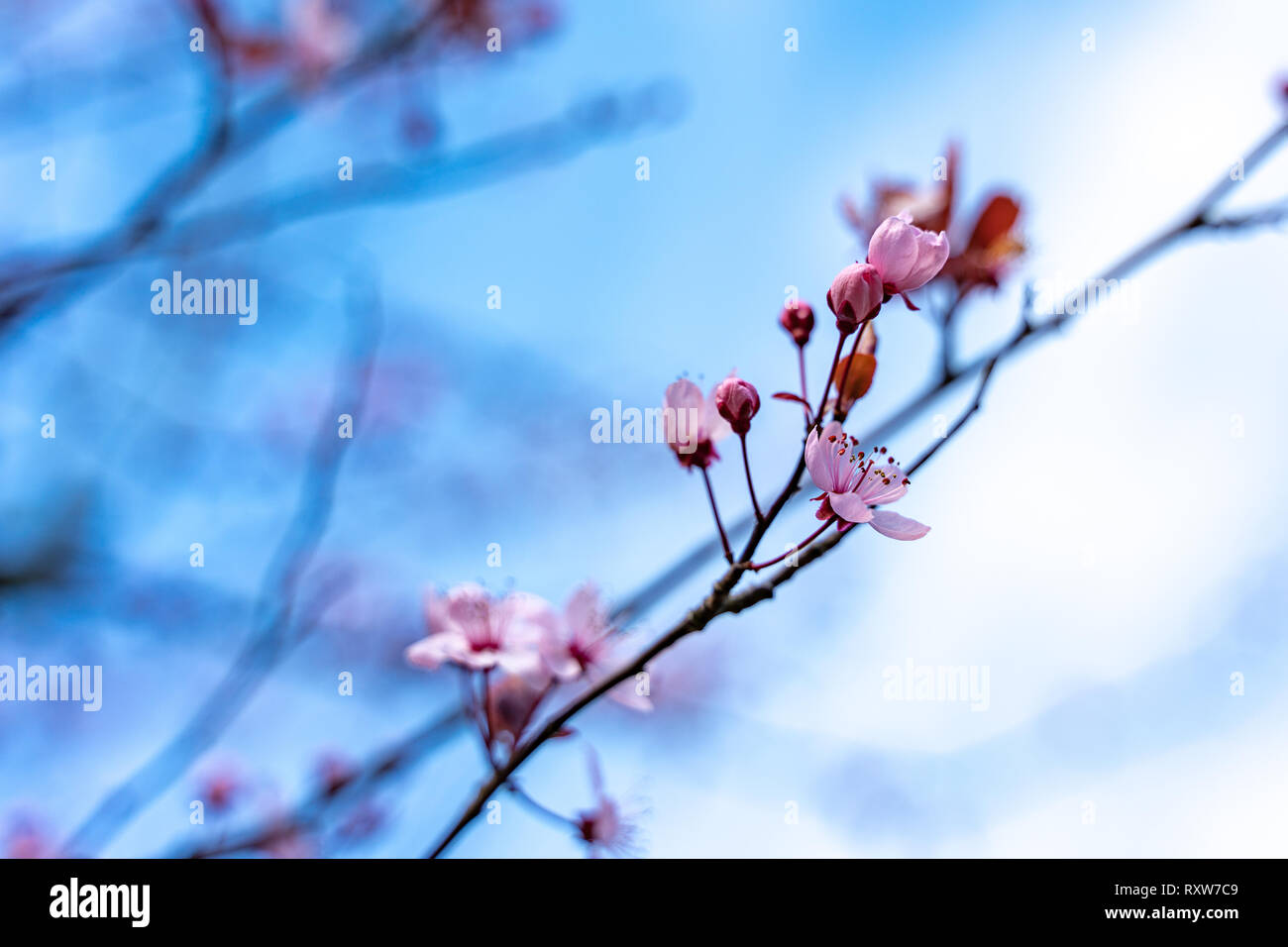 Blossom of the pink cherry tree as the sign of spring time, selective focus Stock Photo