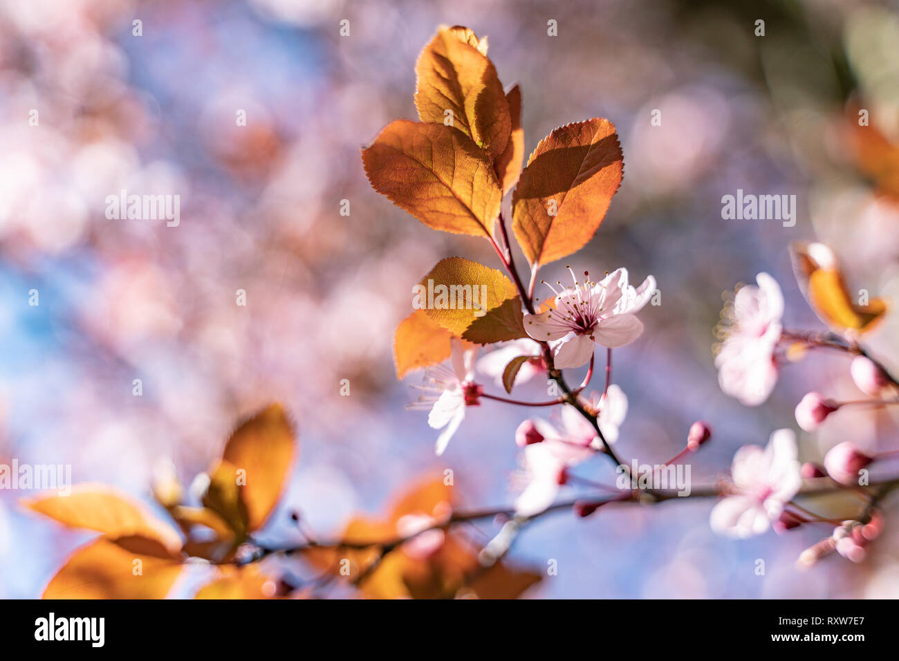 Blossom of the pink cherry tree as the sign of spring time, selective focus Stock Photo