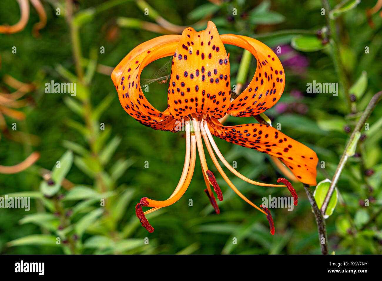Orange Tiger Lily Stock Photo