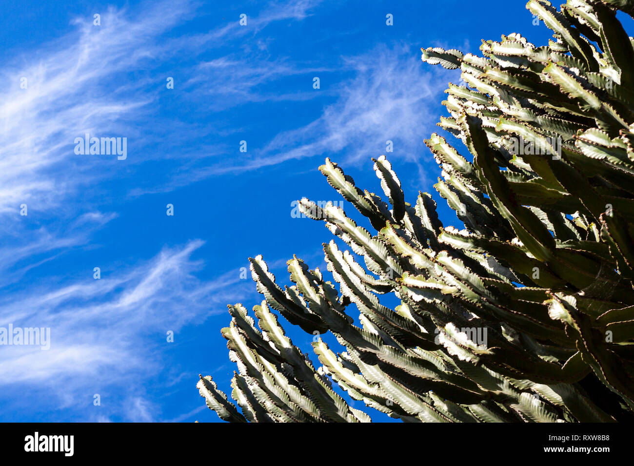 The cactus garden project of César Manrique. Guatiza, Lanzarote. Spagna Stock Photo