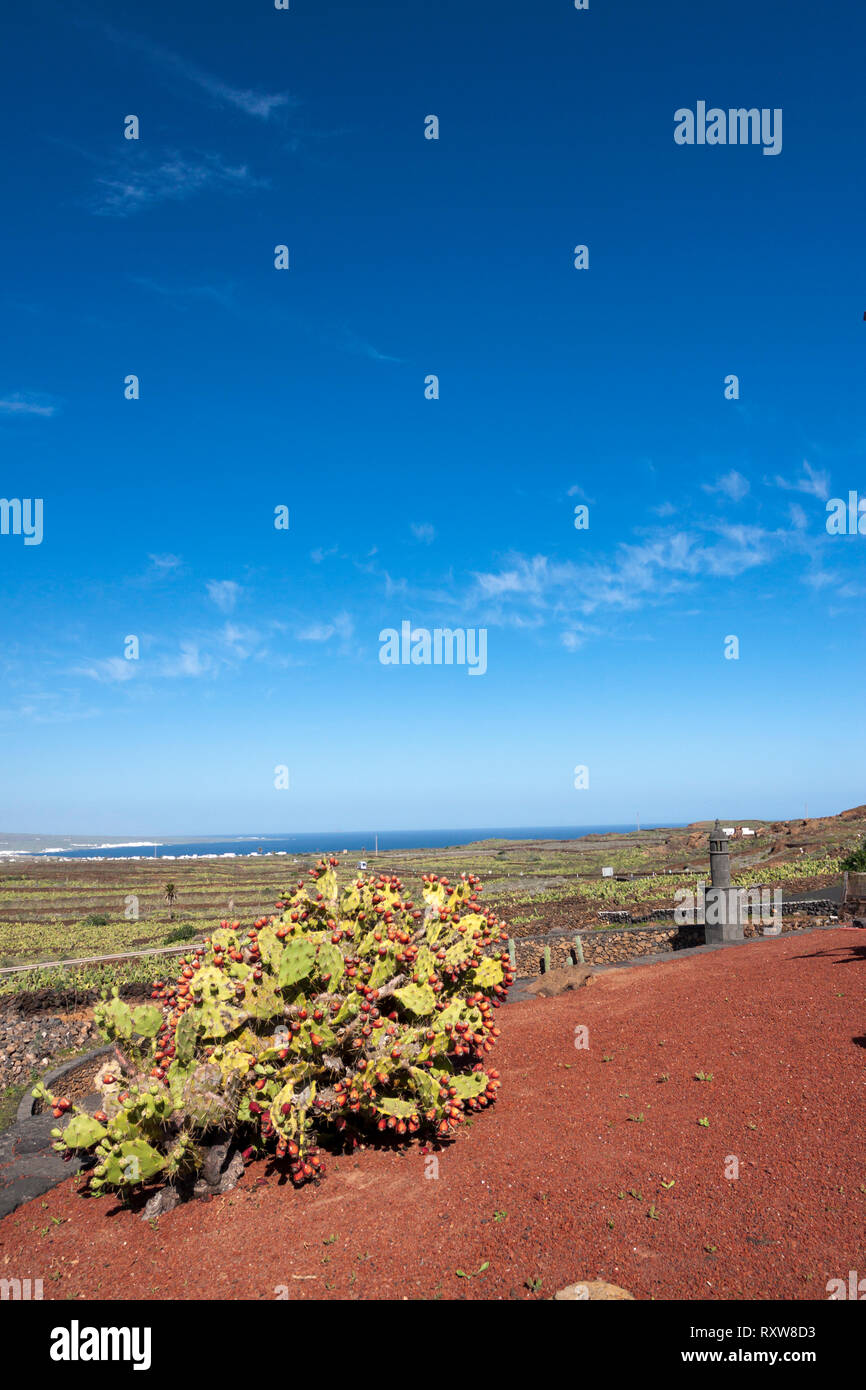 The cactus garden project of César Manrique. Guatiza, Lanzarote. Spagna Stock Photo